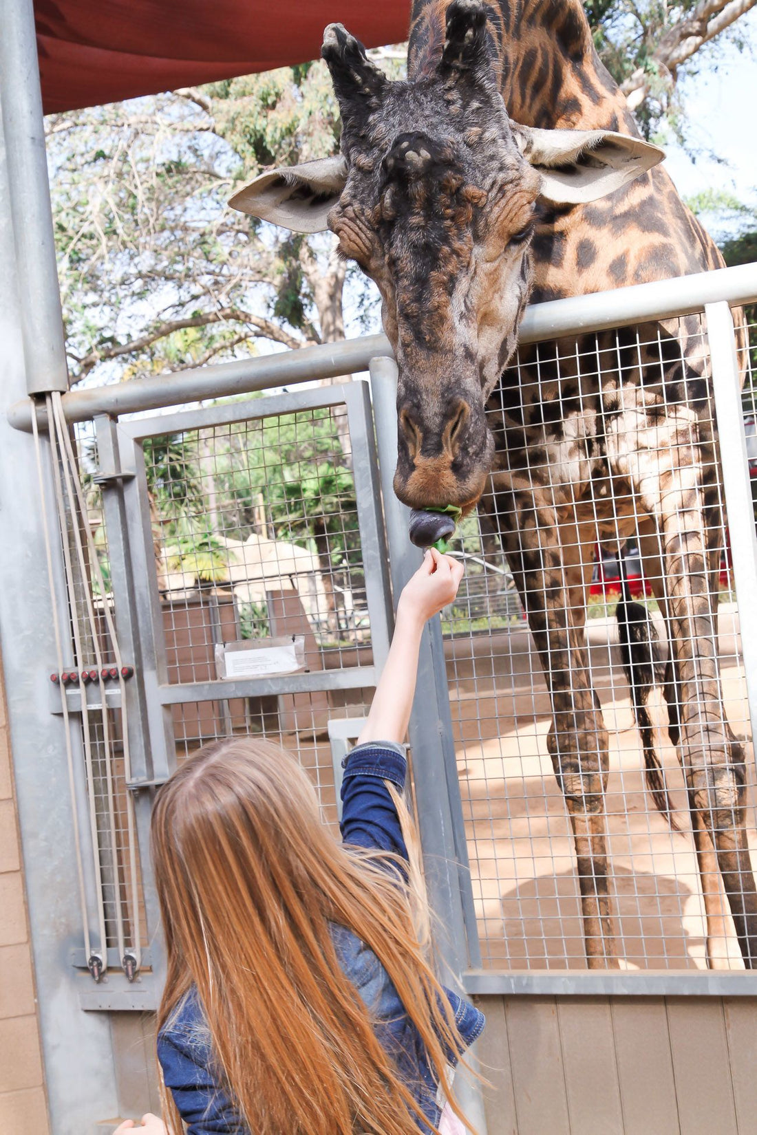 20 Best Things to Do at the San Diego Zoo for Kids and Toddlers